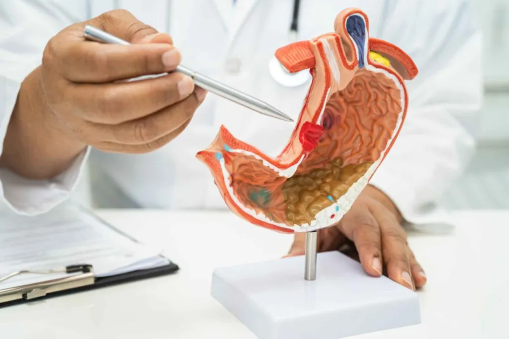Digestive System Works